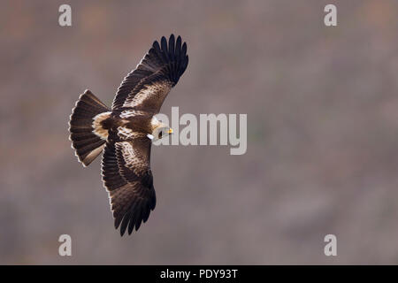 Flying avviato Eagle (Aquila pennata) Foto Stock