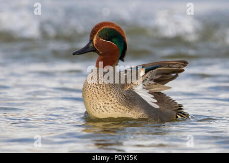 Eurasian Teal; Comune Teal; Anas crecca Foto Stock