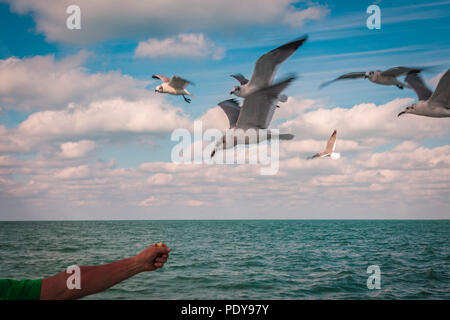 Uccelli in volo sopra l'oceano alimentato da un essere umano Foto Stock