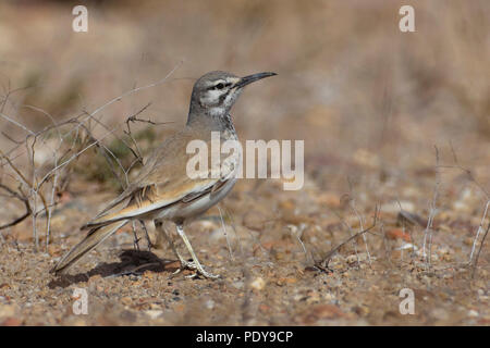 Upupa Lark; Alaemon alaudipes Foto Stock