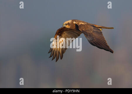 Femmina adulta Western Marsh Harrier (Circus aeruginosus) battenti Foto Stock