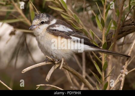 Shrike mascherato (Lanius nubicus) Foto Stock