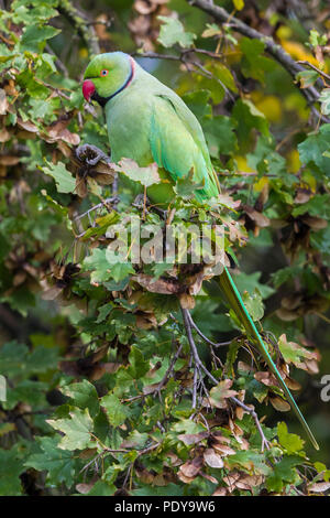 Rose-inanellati parrocchetto (Psittacula krameri) in una struttura ad albero in Firenze Foto Stock