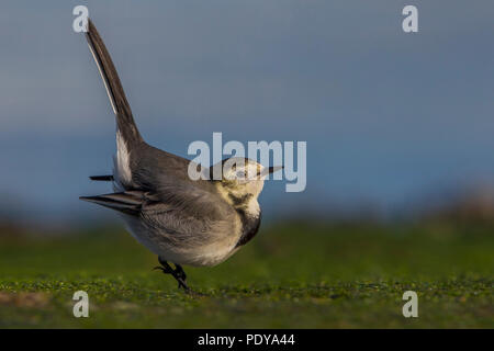 White Wagtail (Motacilla alba) Foto Stock