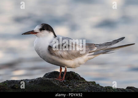 I capretti Common Tern (Sterna hirundo) Foto Stock