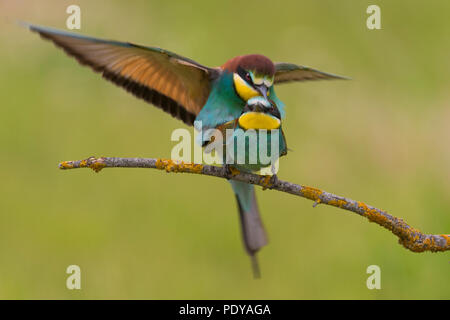 Unione Gruccione (Merops apiaster) coniugata Foto Stock