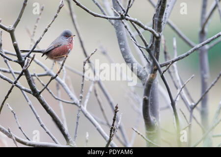 Voce maschile Dartford trillo; Sylvia undata Foto Stock