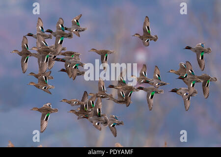 Gregge di battenti alzavole comune; Anas crecca Foto Stock