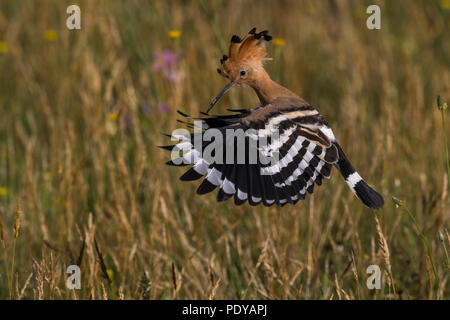 Flying Upupa; Upupa epops Foto Stock