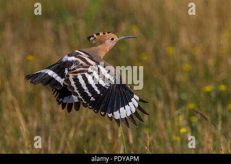 Flying Upupa; Upupa epops Foto Stock