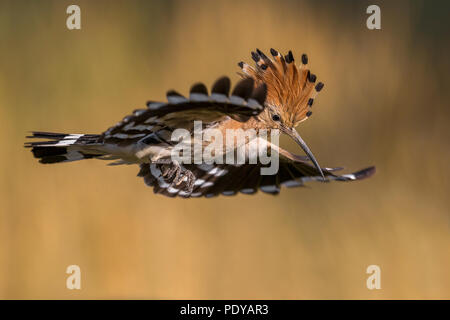 Flying Upupa; Upupa epops Foto Stock