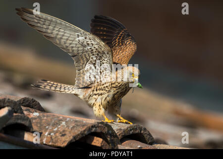 Grillaio (Falco naumanni) femmina sul tetto tegola Foto Stock