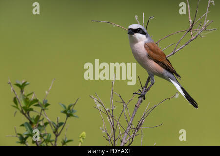 Adulto rosso-backed Shrike; Lanius collurio Foto Stock