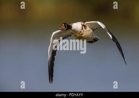 Flying comune; Shelduck Tadorna tadorna Foto Stock