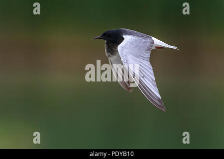 Flying bianco-winged Tern; Chlydonia leucopterus Foto Stock