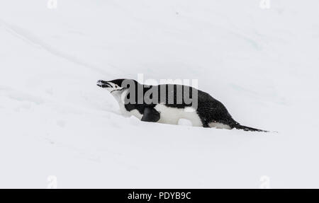 Pinguini Chinstrap scorrevole nella neve Foto Stock