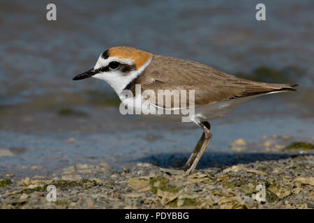 Strandplevier pootjebadend. Fratino paddling. Foto Stock