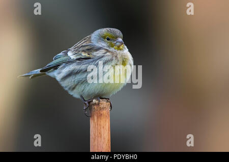 Canarie atlantico; Serinus canaria Foto Stock