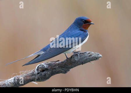 Barn Swallow; Hirundo rustica Foto Stock