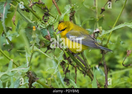 Blu-winged trillo; Vermivora cyanoptera Foto Stock