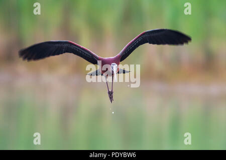 Battenti ibis lucido; Plegadis falcinellus Foto Stock