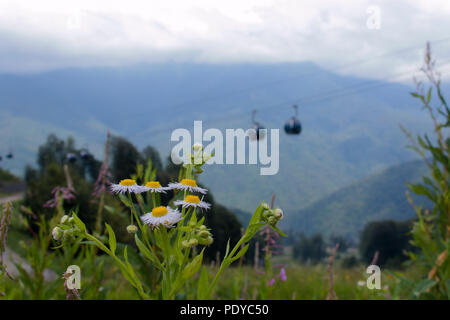 Fiori Selvatici sullo sfondo la funivia in montagne estive in blur Foto Stock