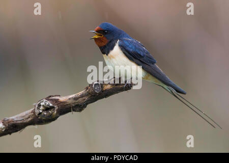 Chiamando Barn Swallow (Hirundo rustica) appollaiato sul ramo sotto la pioggia Foto Stock