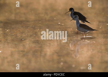 Coppia di black-winged palafitte (Himantopus himantopus) in controluce Foto Stock