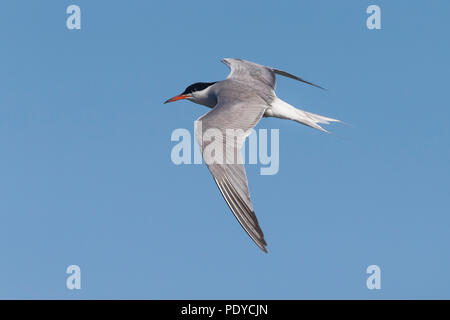 Flying comune; Tern Sterna hirundo Foto Stock