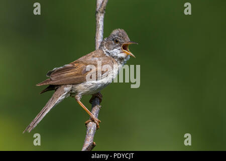 Canto Whitethroat comune; Sylvia communis Foto Stock