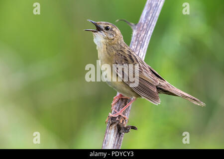 Sottospecie orientali di Grasshopper trillo; Locustella naevia straminea Foto Stock