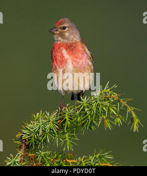 Linnet maschio; Cardueli cannabina; Linaria cannabina Foto Stock