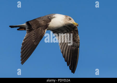 I capretti Azzorre giallo-gambe; Gabbiano Larus michahellis atlantis Foto Stock