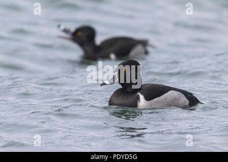 Due anello maschio colli di nuoto anatre; Aythya collaris Foto Stock