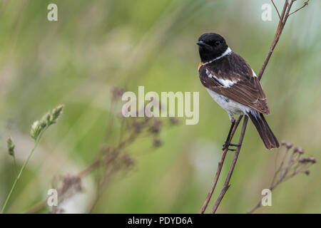 Siberiano maschio Stonechat; Saxicola maurus Foto Stock