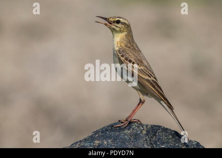 Chiamando il Tawny Pipit; Anthus campestris Foto Stock