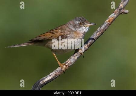 Common Whitethroat; Sylvia communis Foto Stock