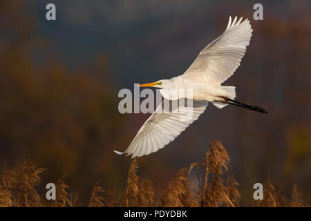 Grande airone bianco; Ardea alba Foto Stock