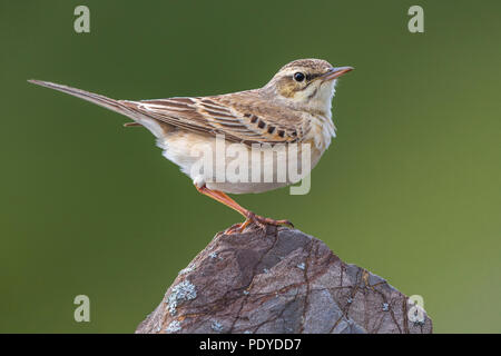 Il Tawny Pipit; Anthus campestris Foto Stock