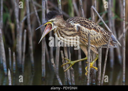 Tarabusino; Ixobrychus minutus Foto Stock