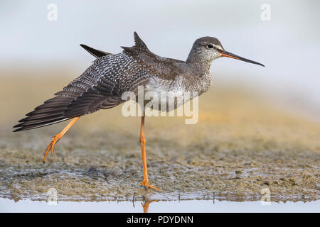 Spotted Redshank; Tringa erythropus Foto Stock