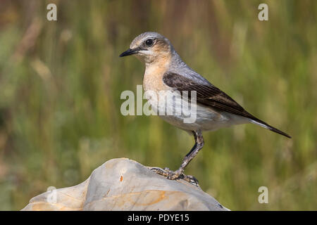 Tapuit; Culbianco; Oenanthe oenanthe Foto Stock