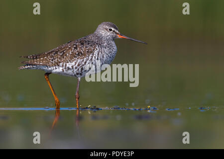 Spotted Redshank (Tringa erythropus) rovistando in acqua poco profonda Foto Stock