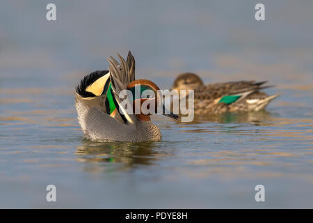 Visualizzazione Eurasian Teal; Anas crecca Foto Stock