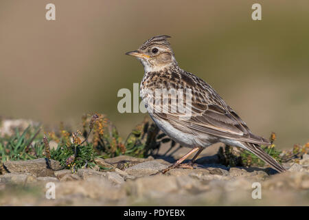 Allodola eurasiatica; Alauda arvense Foto Stock