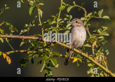I capretti Red-backed Shrike; Lanius collurio Foto Stock
