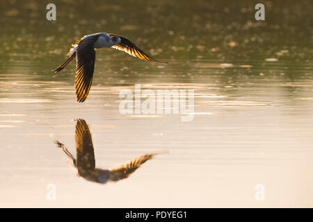 I capretti Black-winged Stilt (Himantopus himantopus) volare basso in tutta l'acqua Foto Stock