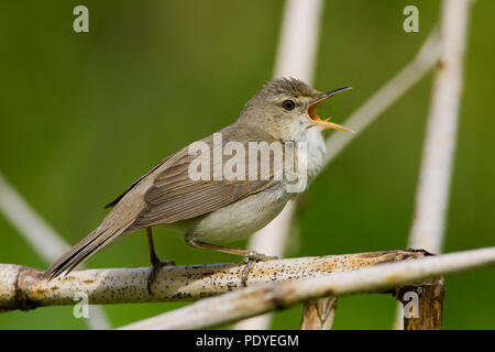 Een Struikrietzanger roepend vanaf een rietstengel. Un Blyth Reed del trillo chiamando da un gambo reed. Foto Stock