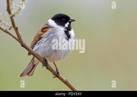 Rietgors ineengedoken op een takje.Un accovacciato Reed Bunting su un ramoscello Foto Stock