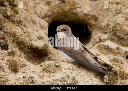 Oeverzwaluw voor nestgatSand Martin seduti di fronte al foro del suo nido. Foto Stock
